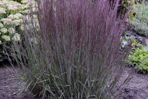 Grass Schizachyrium 'Blue Paradise' New 2024